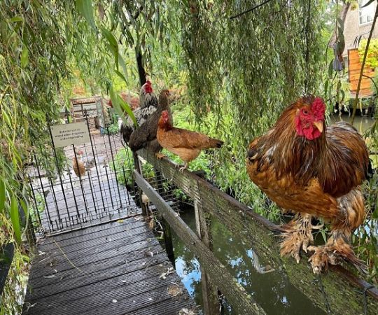 /files/Boerderij dieren/IMG_6642 (Klein).jpg